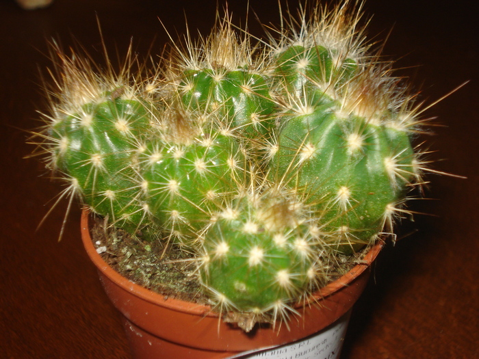 DSC06421 - cactusi 2010