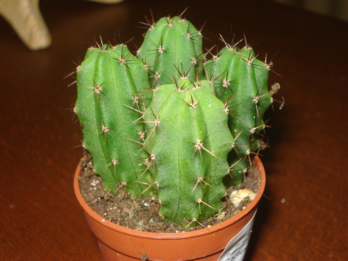 DSC06422 - cactusi 2010