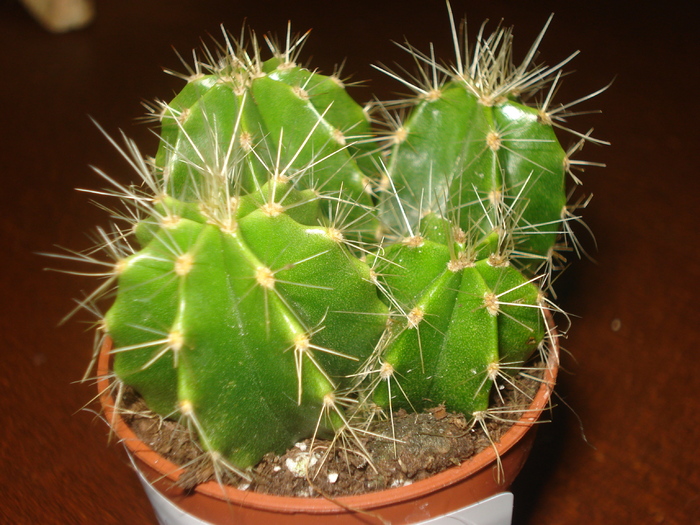 DSC06424 - cactusi 2010