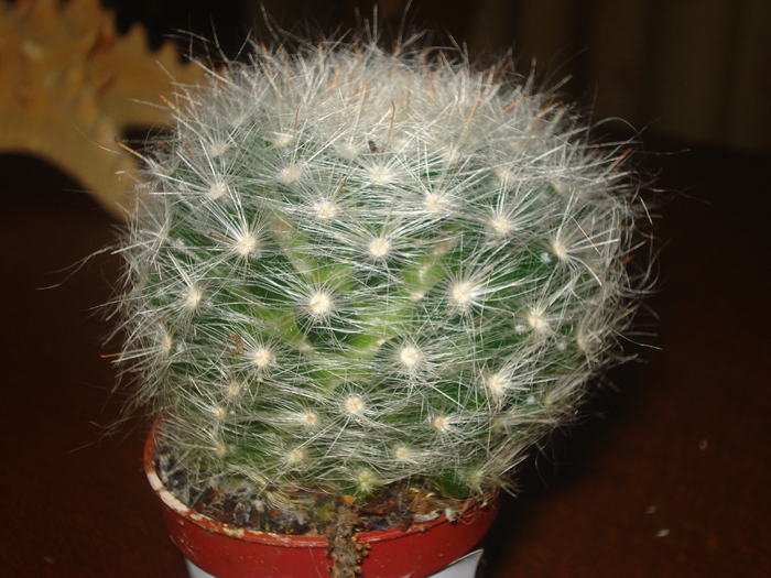 DSC06425 - cactusi 2010