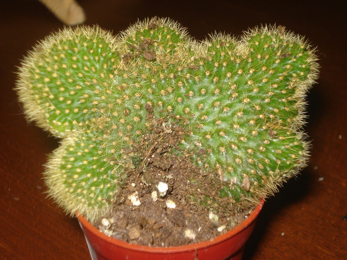 DSC06427 - cactusi 2010
