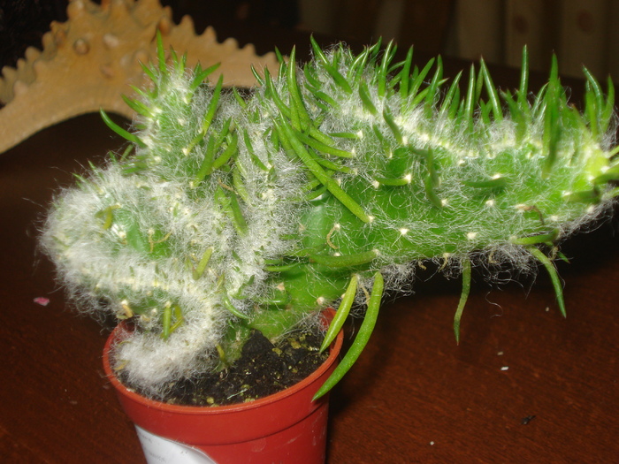 DSC06428 - cactusi 2010