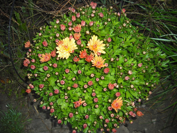 DSCF1449 7.10 - Crizanteme