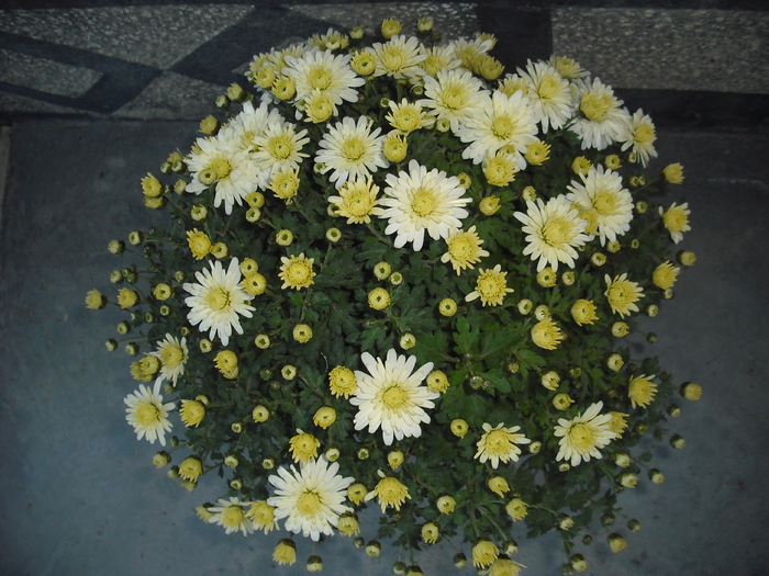 DSCF1466 - Crizanteme