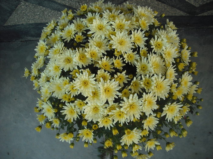 DSCF1467 - Crizanteme
