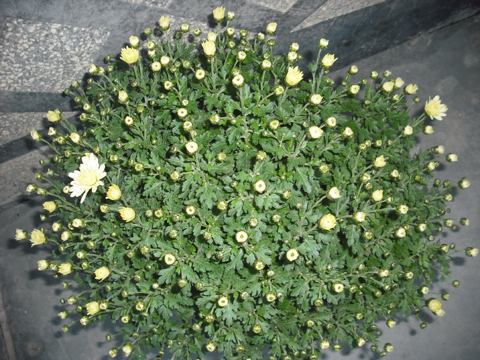 DSCF1468 - Crizanteme