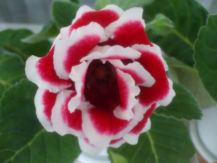 DSCF5561 - gloxinii