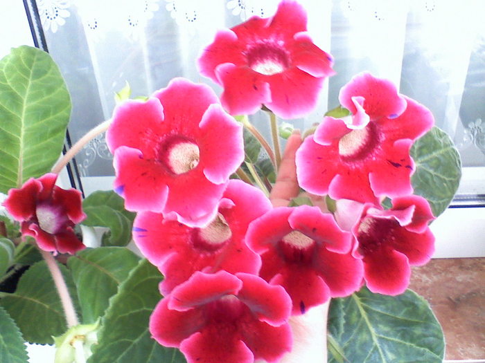 062510164946 - gloxinii