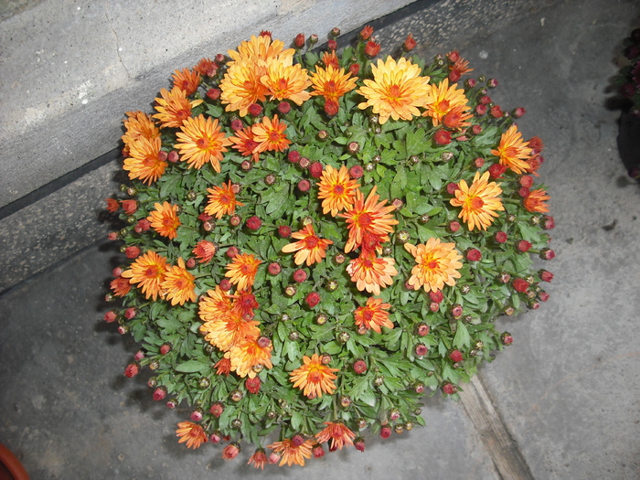 DSCF1478 - Crizanteme