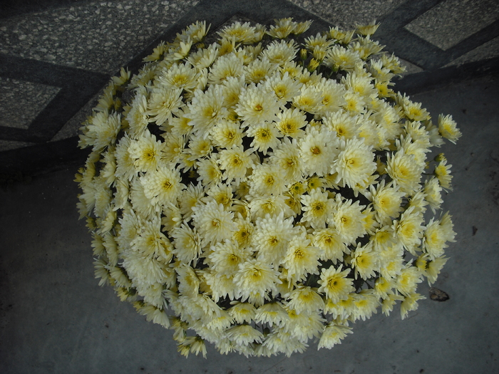 DSCF1486 - Crizanteme