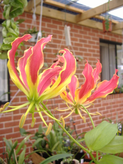 DSCF2286 - GLORIOSA LILY