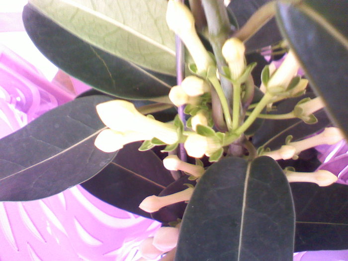 080510090429 - stephanotis