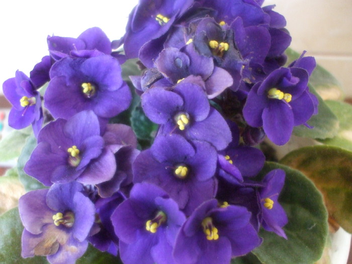 DSCF5462 - violete