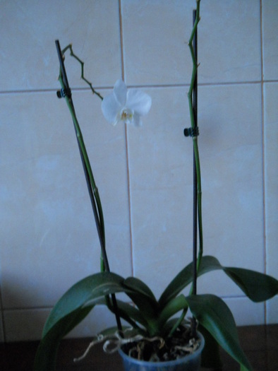 DSCN0327 - 1 orhidee