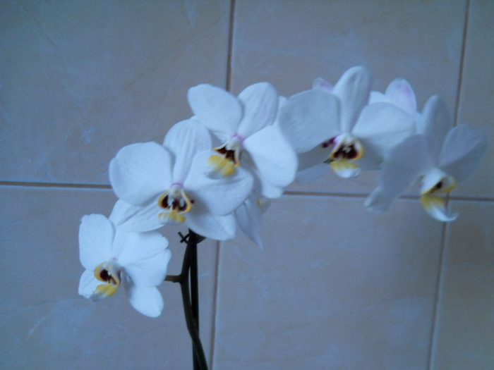 DSCN0319 - 1 orhidee