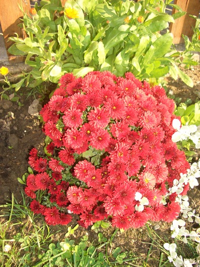 crizantema rosie 1 - gradina 2010