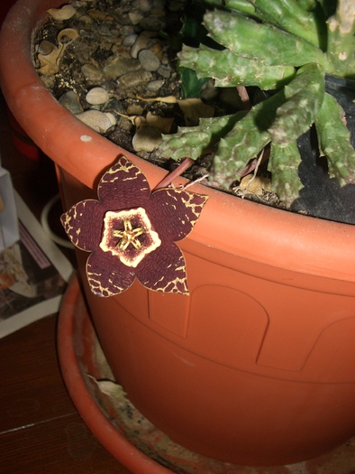 stapelia