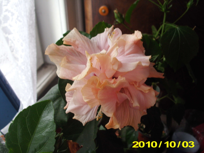 IMG_2874 - flori