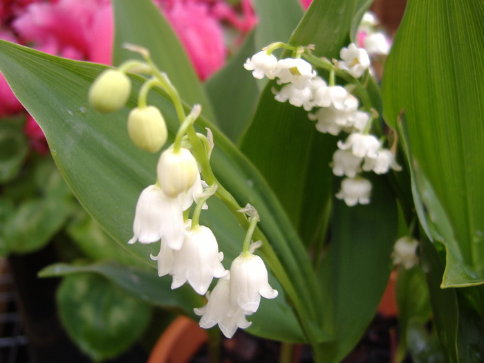 Lily of the Valley - Lily of the Valley