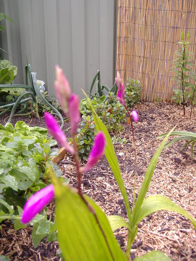 Bletilla striata - Bletilla striata