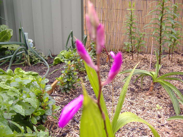 Bletilla striata - Bletilla striata