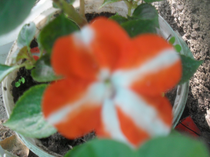 SDC13725 - IMPATIENS WALERIANA-SPORUL CASEI