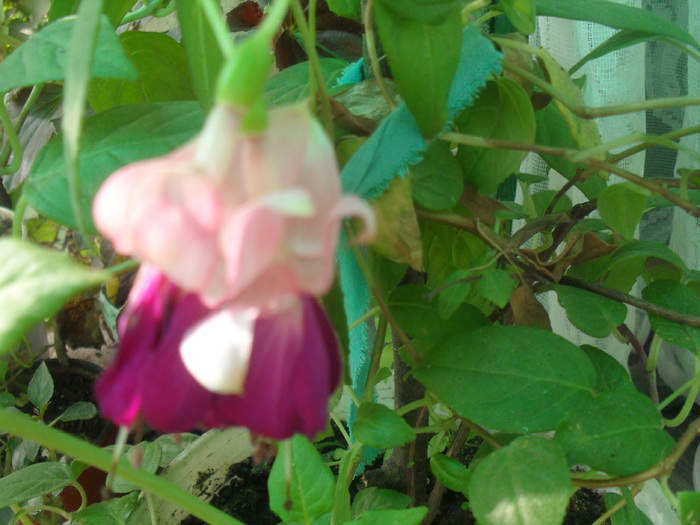 Fuchsia de la Fleur - FLORI -2010