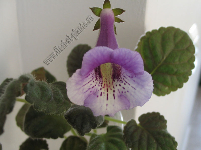 Sinningia Mark Twain 1 - GLOXINIA _ SINNINGIA