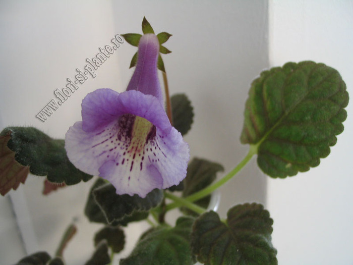 Sinningia Mark Twain 3 - GLOXINIA _ SINNINGIA