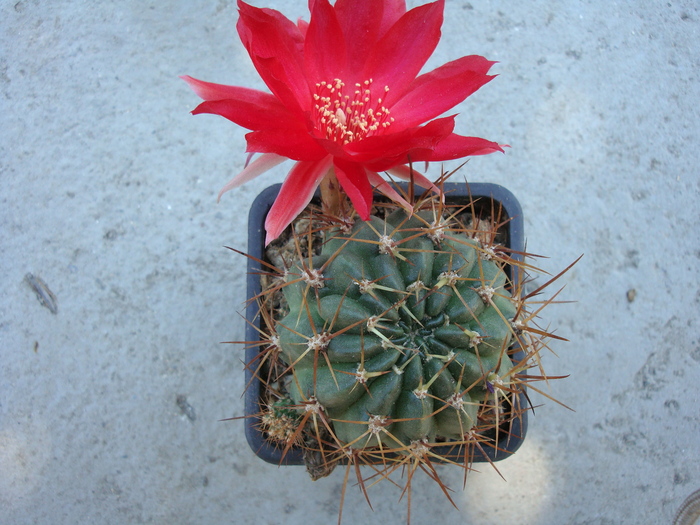 Echinopsis marsoneri    (Werdermann)