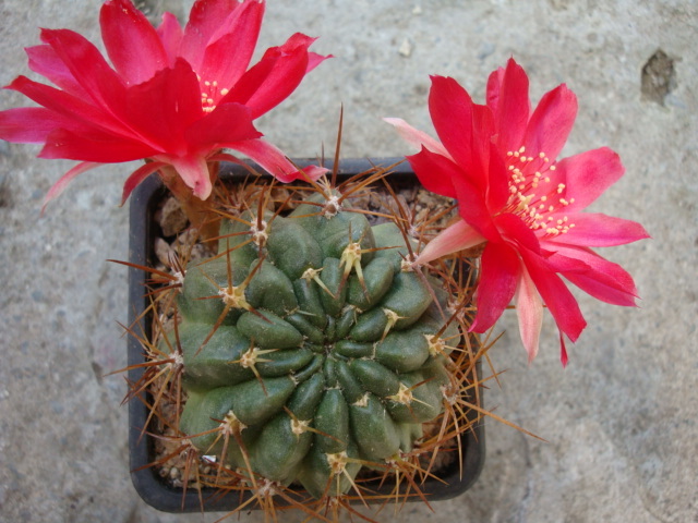 Echinopsis marsoneri   (Werdermann)