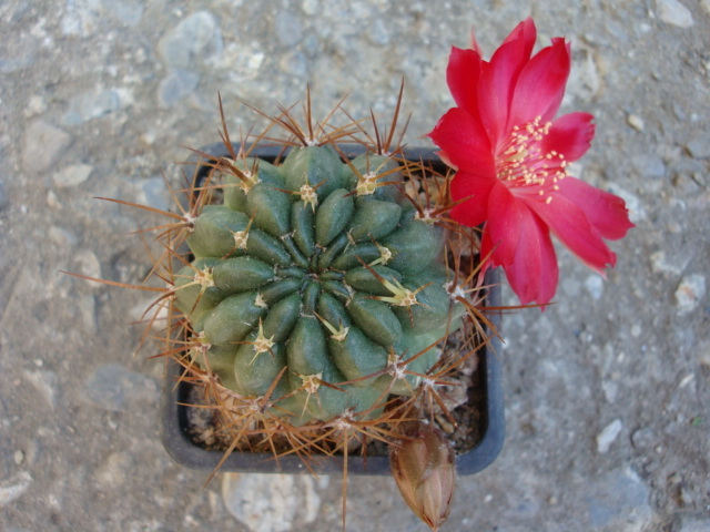 Echinopsis marsoneri  (Werdermann)