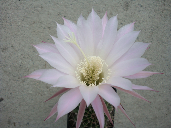 Echinopsis obrepanda (Salm-Dyck) K.Schum.1894 - Genul Echinopsis