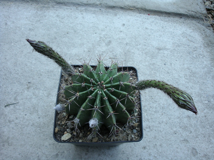 Echinopsis sp.    fl. alba - Genul Echinopsis