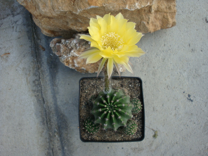 Echinopsis sp.   (hibrid) - Genul Echinopsis