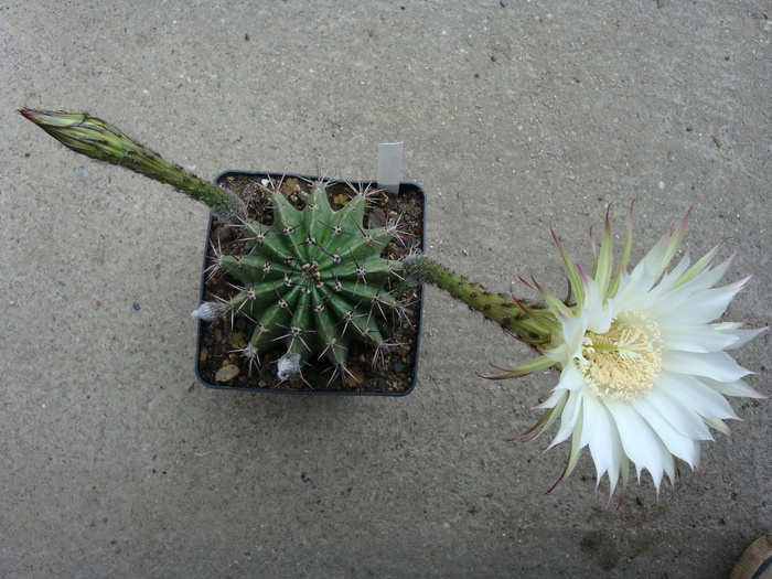 Echinopsis sp.   fl. alba - Genul Echinopsis