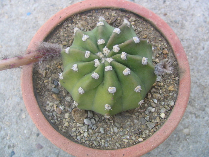 Echinopsis subdenudata    Cárdenas 1959 - Genul Echinopsis