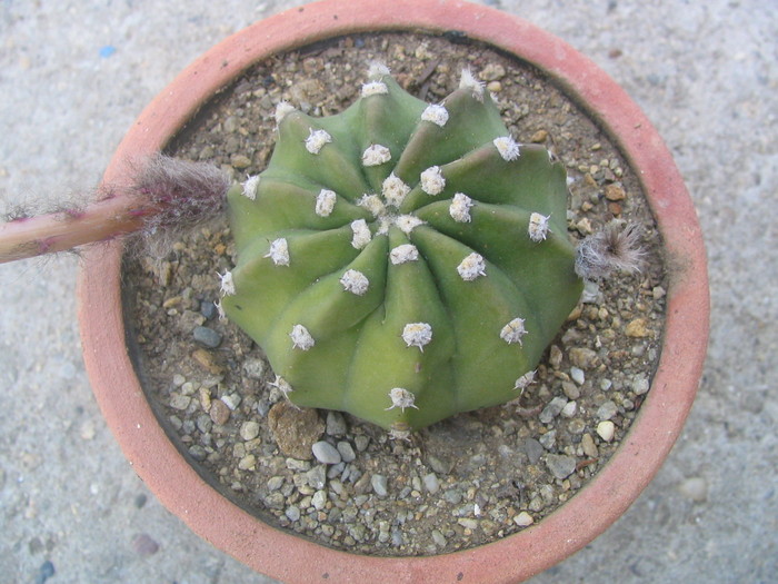 Echinopsis subdenudata    Cárdenas 1959