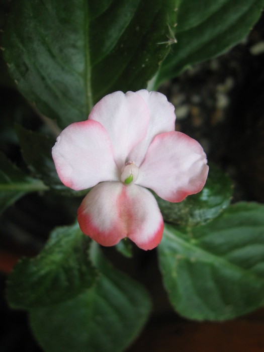 Floare deschisa rodul pamantului