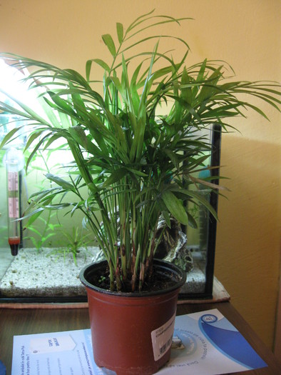 Chamaedorea elegans - cca 25 cm - octombrie 2010