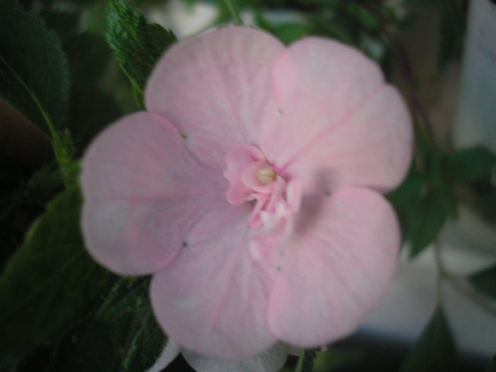 Double Pink Rose