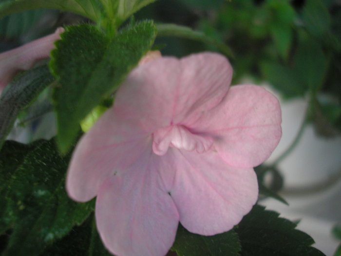 Double Pink Rose