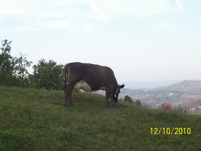 Picture 332 - vaca cu vitelul 2010