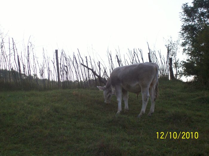 Picture 333 - vaca cu vitelul 2010