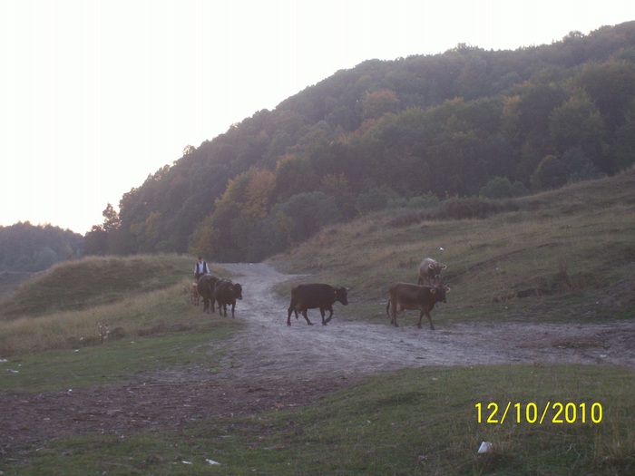 Picture 346 - vaca cu vitelul 2010