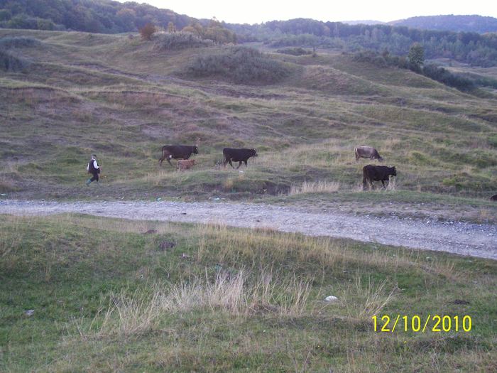 Picture 350 - vaca cu vitelul 2010