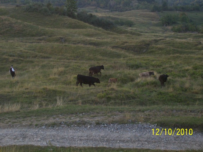 Picture 351 - vaca cu vitelul 2010