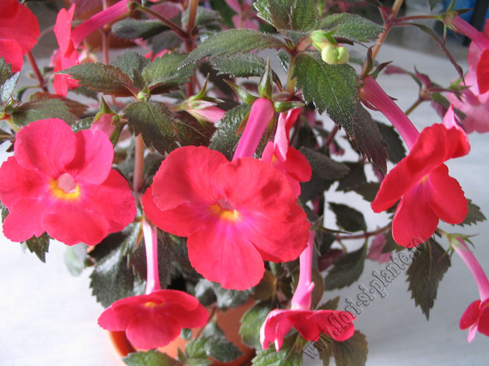 Achimenes flamenco 5 - ACHIMENES I