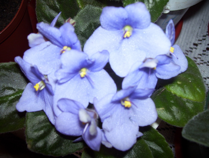 Picture 038 - violete