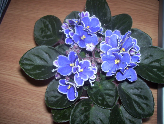 Picture 094 - violete